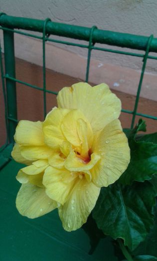 IMG-20150705-WA0036 - HIBISCUS KOENIG