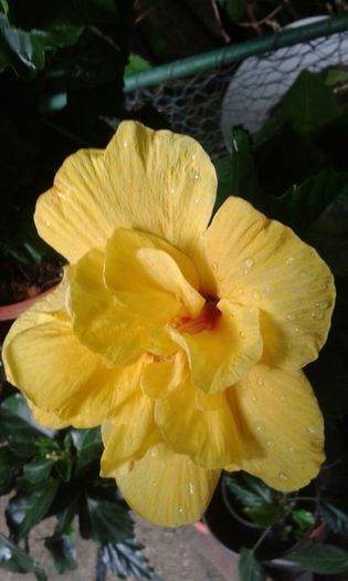 IMG-20150705-WA0024 - HIBISCUS KOENIG