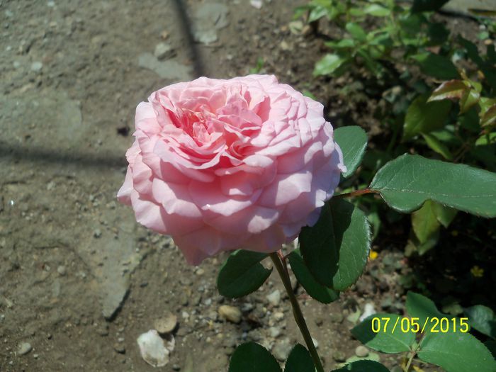 festival-des-jardins-de-chaumont - Trandafiri 2015 1