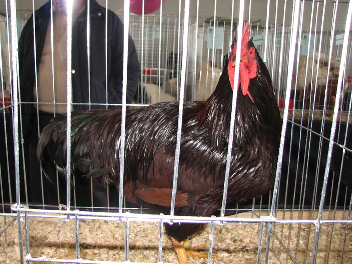 Expozitia Nationala Breaza 2010 087