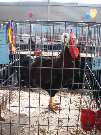 Expozitia Nationala Breaza 2010 088