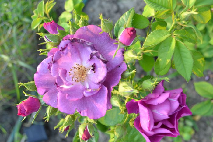 rhapsody in blue