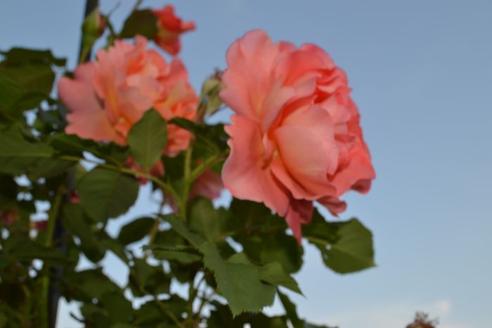 westerland