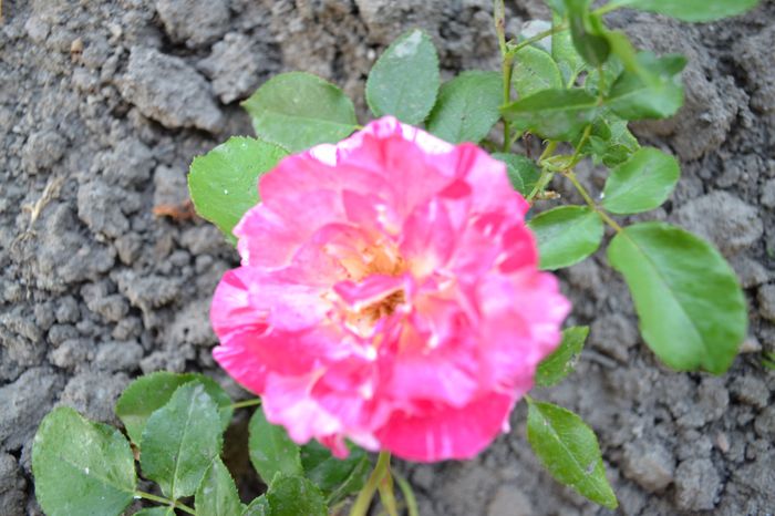  - Vara in gradina I