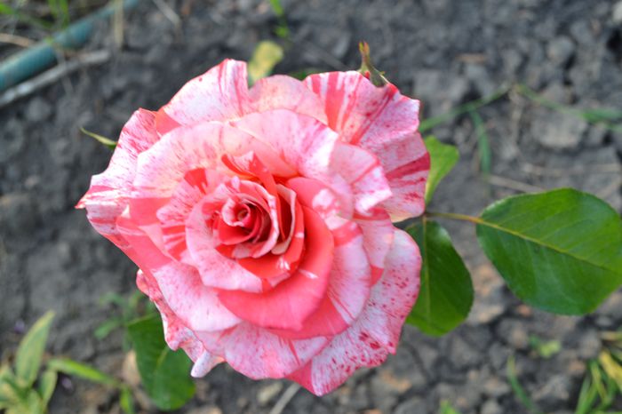 florov nr 12