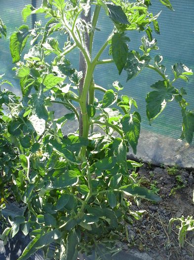  - SEMINTE ROSII - BELGIAN FARMER BEEFSTEAK