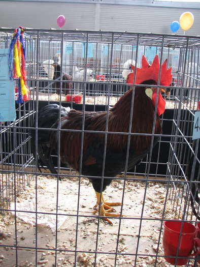 Expozitia Nationala Breaza 2010 089