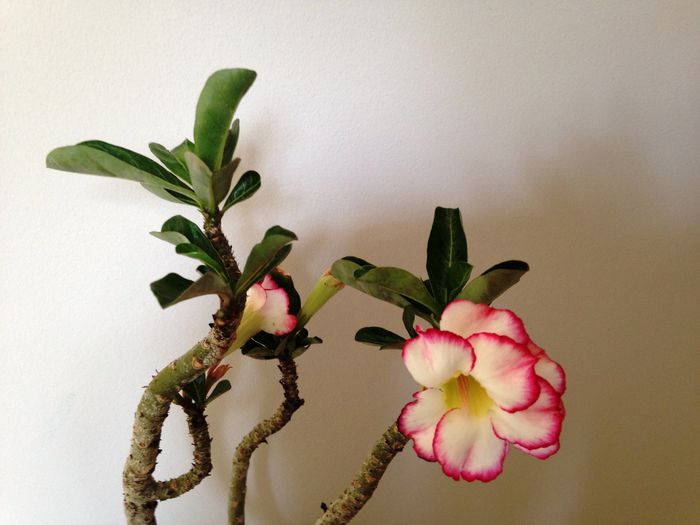 05 July 2015 - Adenium2015