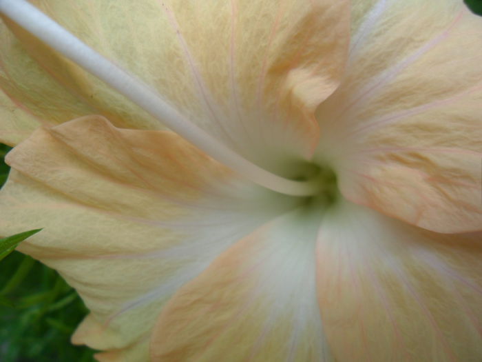 SAM_6899 - cream lady