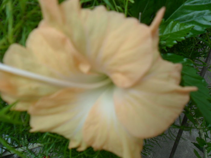 SAM_6904 - cream lady