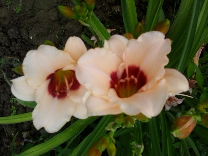20150701_072947