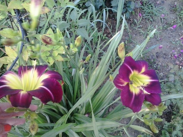 20150703_072043