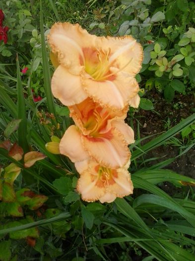 20150703_072124
