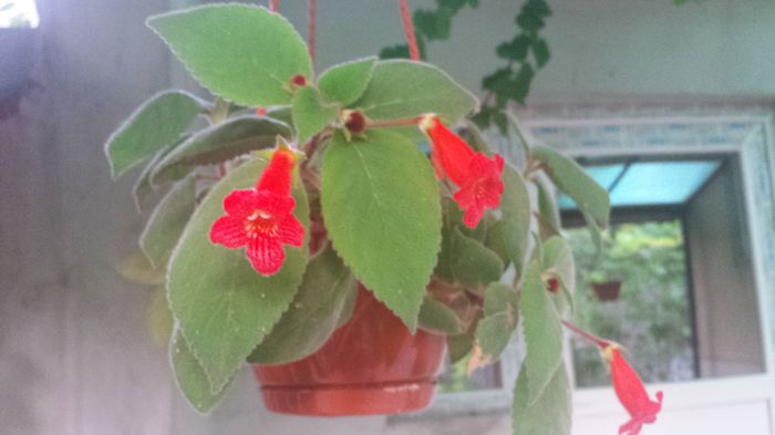 Kohleria Eriantha - Florile mamei 2015