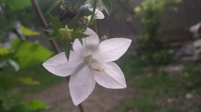 20150705_194634 - Florile mamei 2015