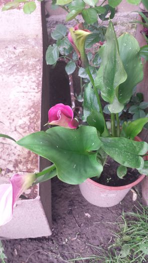 20150705_150928 - Florile mamei 2015