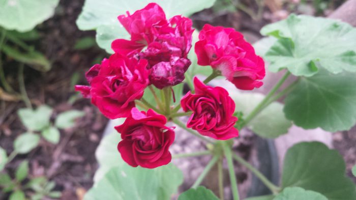 20150705_150902 - Florile mamei 2015