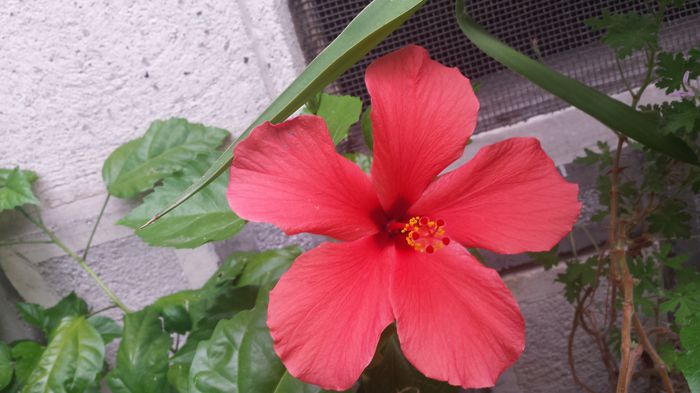 20150705_150642 - Florile mamei 2015
