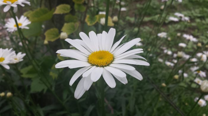 20150705_144255 - Florile mamei 2015