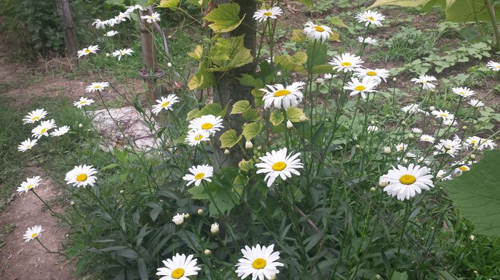 20150705_144243 - Florile mamei 2015