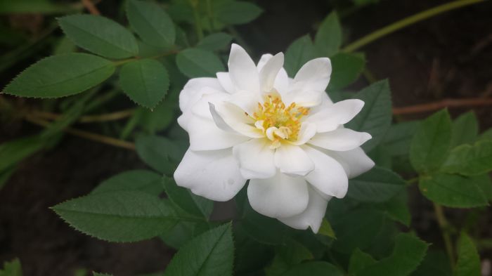 20150705_144108 - Florile mamei 2015