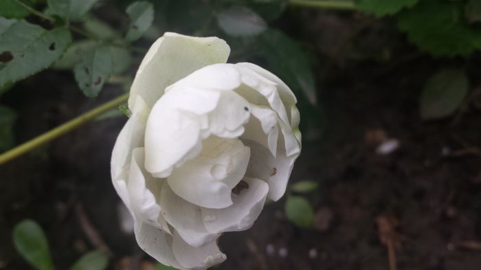 Snovit - Florile mamei 2015