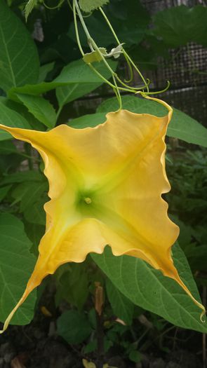 20150705_143734 - Florile mamei 2015