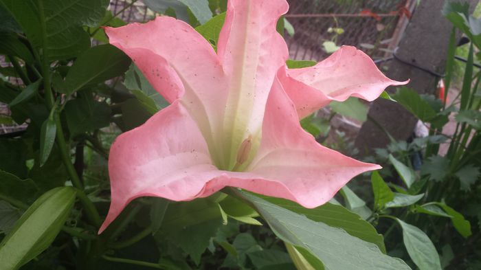 20150705_143902 - Florile mamei 2015