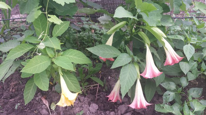 20150705_143919 - Florile mamei 2015