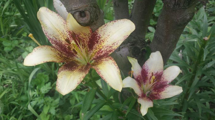 20150705_143442 - Florile mamei 2015