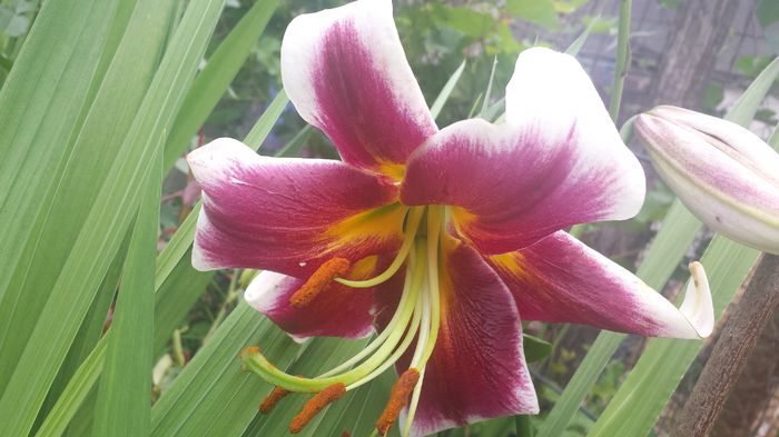20150705_143400 - Florile mamei 2015