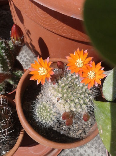 Fotografie-0034 - cactusi si alte suculente