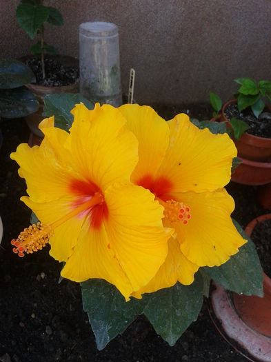Fotografie-0033 - hibiscus