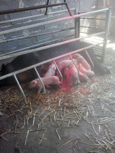 11713381_989369727763287_414923541_n