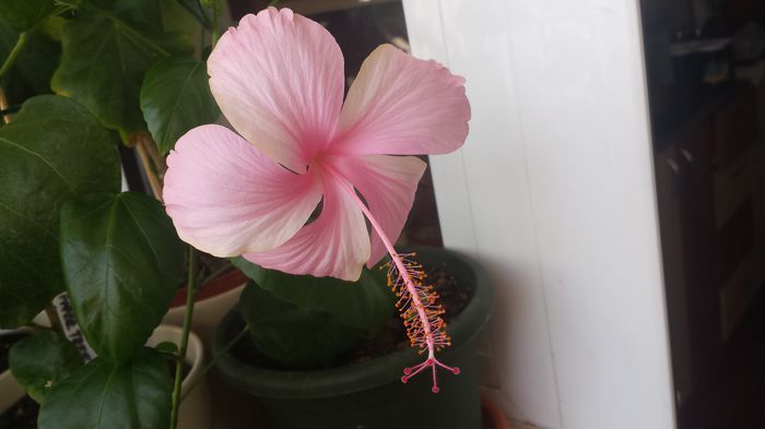 20150706_113516 - Dainty Pink