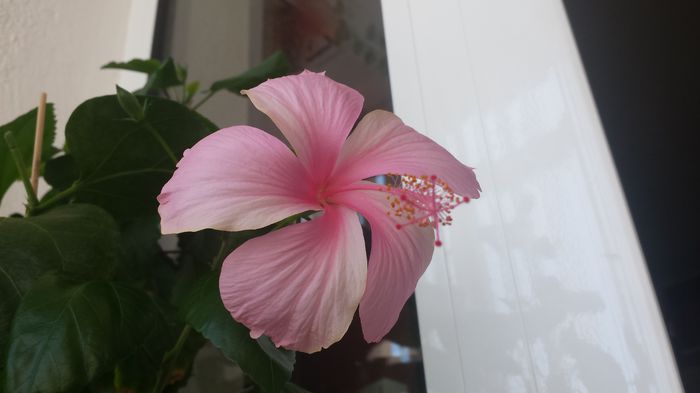 20150706_113530 - Dainty Pink