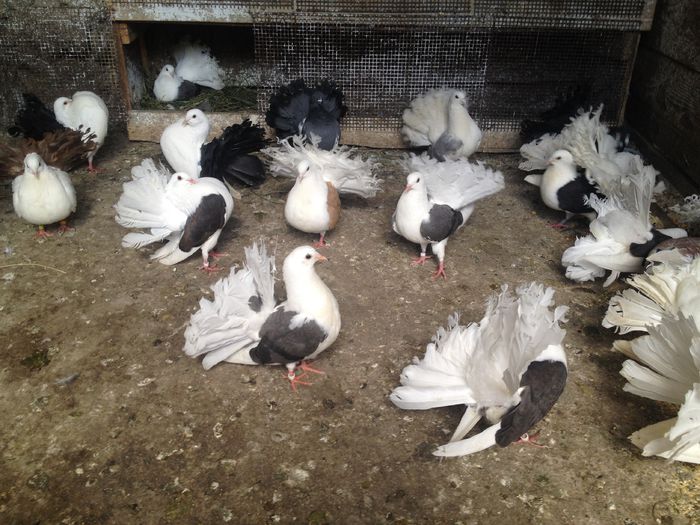 IMG_3650 - 10_VANDUTI2