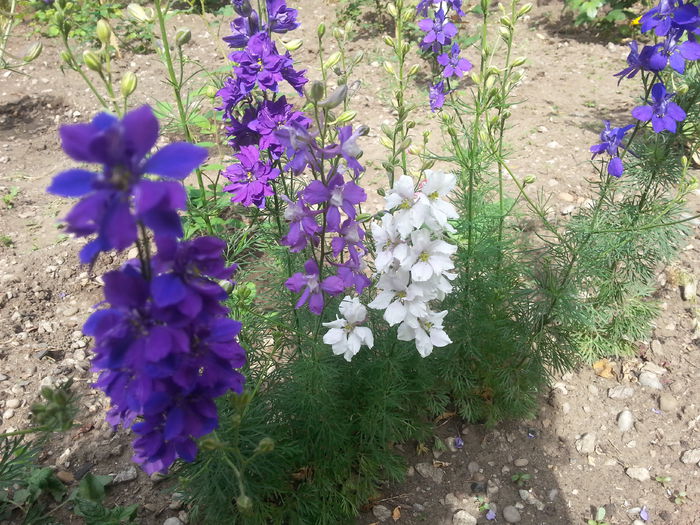 20150705_161122[1] - 6 flori