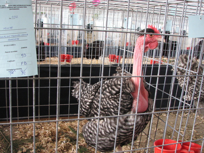 Expozitia Nationala Breaza 2010 091