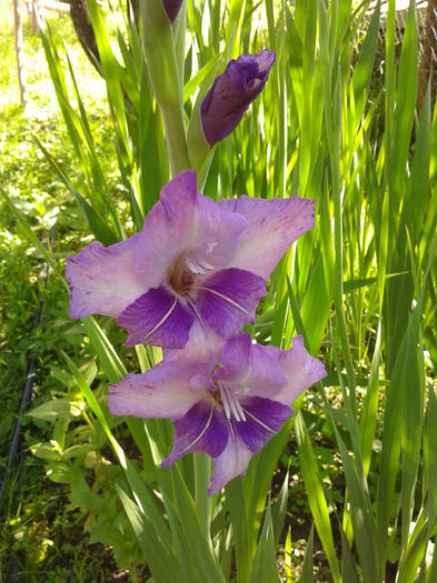 Fotografie0008 - AAAA_GLADIOLE 2015_2017_2018_2019