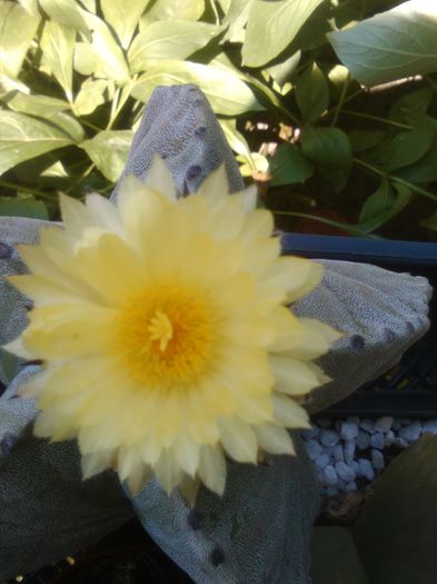 IMG_20150706_132530 - Flori de cactusi