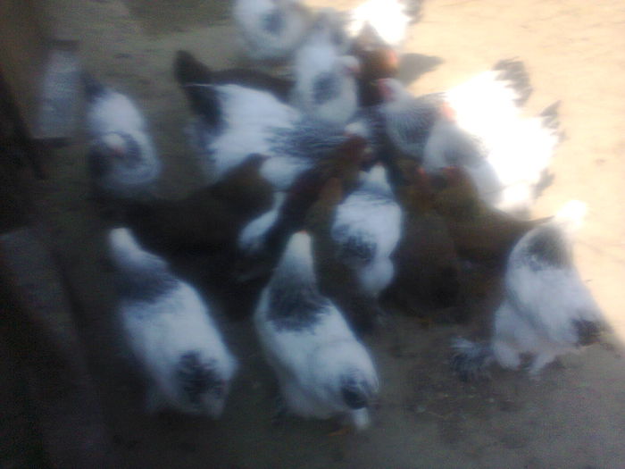 Fotogr; Pui brahma potarnichiu si herminat deschis
