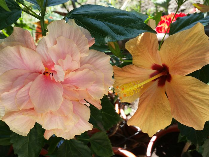  - hibiscus