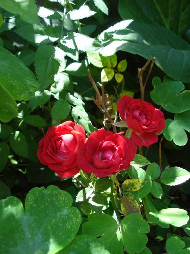 pete de culoare (11)