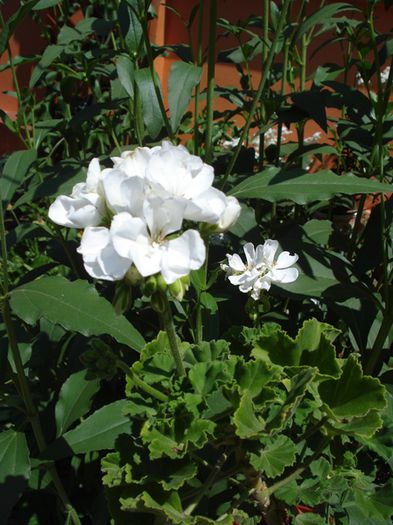 pete de culoare (12)