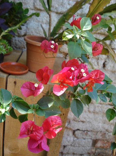 pete de culoare (13)