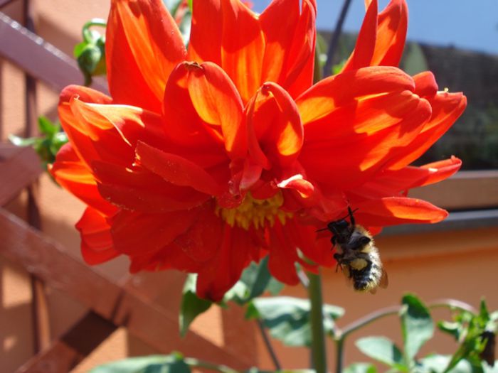 pete de culoare (14)