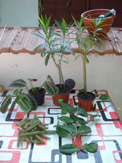 pt tine (1) - aa provizoriu