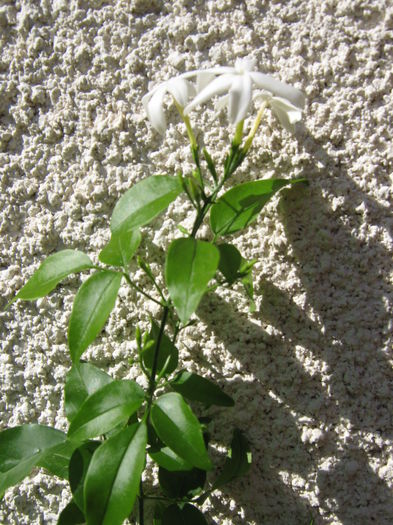 Picture My plants 4019 - Jasmin Azoricum