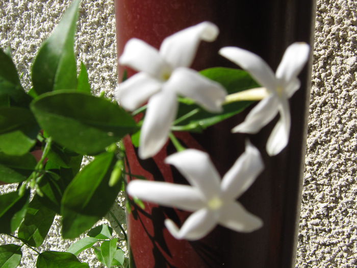 Picture My plants 4018 - Jasmin Azoricum